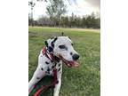 Adopt Darko a White - with Black Dalmatian / Mixed dog in El Paso, TX (41426923)