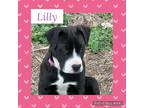 Adopt Lilly a Black - with White Labrador Retriever / Pit Bull Terrier / Mixed