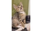 Adopt Ruckus a Brown Tabby Domestic Shorthair (short coat) cat in Escondido