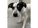Adopt Cruise a Mixed Breed (Medium) / Mixed dog in Spokane Valley, WA (41426901)