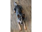 Adopt River a Tricolor (Tan/Brown & Black & White) Australian Cattle Dog / Mixed