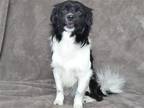 Adopt WATSON a Black Papillon / Mixed dog in Oroville, CA (41426892)