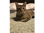 Adopt Cleo a Brown Tabby Domestic Mediumhair / Mixed (medium coat) cat in
