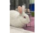 Adopt Pudding a White American / Mixed rabbit in Oakland, CA (41399003)