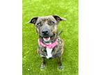 Adopt Luna Mae a Brindle Mixed Breed (Large) / Mixed dog in Baltimore