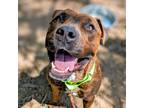 Adopt Champion a Brindle Mixed Breed (Medium) / Mixed dog in Cincinnati