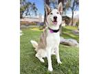 Adopt Buttercup a White - with Brown or Chocolate Husky / Mixed dog in Corona