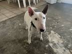 Adopt Max a White - with Brown or Chocolate Bull Terrier / Mixed dog in