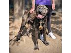 Adopt Brutus a Brindle Mixed Breed (Large) / Mixed dog in Cincinnati