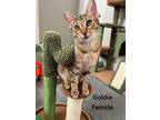 Adopt Goldie a Domestic Shorthair / Mixed (short coat) cat in Fallbrook