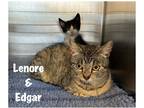 Adopt Edgar "Allan Poe a Domestic Shorthair / Mixed (short coat) cat in
