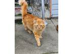 Adopt Marme a Orange or Red Tabby / Mixed (medium coat) cat in Santa Fe Springs