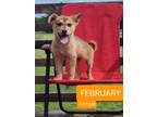 Adopt February - Worcester, MA a Tan/Yellow/Fawn German Shepherd Dog / Labrador