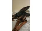 Adopt Charlie a Black - with Tan, Yellow or Fawn German Shepherd Dog / Mixed dog