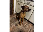 Adopt Boss a Brown/Chocolate - with Tan American Pit Bull Terrier / Mutt / Mixed