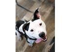 Adopt yippee “Yeehaw” a White - with Black American Staffordshire Terrier /