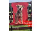 Adopt March - North Scituate, RI a Tan/Yellow/Fawn Labrador Retriever / German