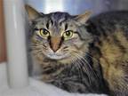 Adopt Buttercup a Domestic Mediumhair / Mixed cat in Millersville, MD (41391292)