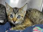 Adopt Dip a Domestic Shorthair / Mixed cat in Millersville, MD (41391291)
