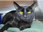 Adopt Krispy a All Black Domestic Shorthair / Mixed cat in Millersville