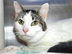 Adopt Mama Cat a Domestic Shorthair / Mixed cat in Millersville, MD (41426689)