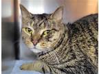 Adopt Mortimer a Domestic Shorthair / Mixed cat in Millersville, MD (41426688)