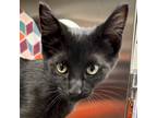 Adopt Pepper a All Black Domestic Shorthair / Mixed (short coat) cat in