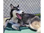 Adopt Anuk* a Siberian Husky / Mixed dog in Pomona, CA (41233850)