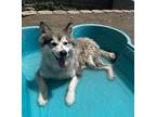 Adopt Gonzo* a Siberian Husky / Mixed dog in Pomona, CA (41285073)