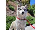 Adopt Gonzo* a Siberian Husky / Mixed dog in Pomona, CA (41285073)