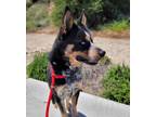 Adopt Rambo* a Australian Cattle Dog / Siberian Husky / Mixed dog in Pomona