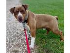 Adopt Piggy a American Pit Bull Terrier / Rottweiler / Mixed dog in St.