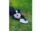 Adopt Ringo a Black - with White Border Collie / Australian Shepherd / Mixed dog