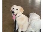 Adopt Tater HTX a White Great Pyrenees / Golden Retriever dog in Statewide