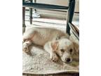Adopt Raya HTX a White Great Pyrenees / Golden Retriever dog in Statewide