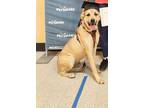 Adopt Dior a Brown/Chocolate German Shepherd Dog / Mastiff dog in Jacksonville