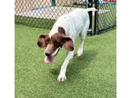 Adopt Francine a German Shorthaired Pointer / Mixed dog in Columbia