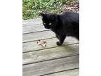 Adopt Kitty a All Black Domestic Mediumhair / Mixed (medium coat) cat in Oxford