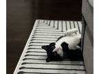 Adopt Duke a Black & White or Tuxedo American Shorthair / Mixed (short coat) cat