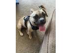 Adopt Coco Beans a Tan/Yellow/Fawn - with White Bullmastiff / Mixed dog in