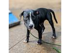 Adopt Cedric a Black Mixed Breed (Large) / Mixed dog in Cincinnati