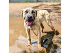 Adopt Bobby a Tan/Yellow/Fawn Mixed Breed (Medium) / Mixed dog in Cincinnati