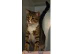 Adopt Polly a Tan or Fawn Domestic Shorthair / Domestic Shorthair / Mixed cat in