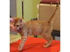 Adopt Arthur a Orange or Red Domestic Shorthair / Domestic Shorthair / Mixed
