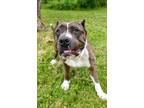 Adopt Notorious BIG a Brown/Chocolate Mixed Breed (Large) / Mixed dog in