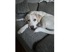 Adopt Bella a White - with Tan, Yellow or Fawn Labrador Retriever / Mixed dog in