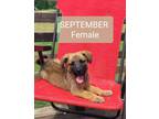 Adopt September - Westport, MA a Tan/Yellow/Fawn German Shepherd Dog / Labrador