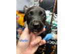 Adopt Merlin a Labrador Retriever / Mixed dog in Darlington, SC (41418073)