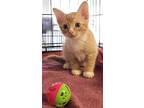 Adopt Frito a Domestic Shorthair / Mixed (short coat) cat in Darlington