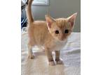 Adopt Ritz a Domestic Shorthair / Mixed (short coat) cat in Darlington